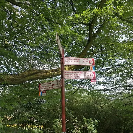 Waldblick